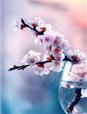 拈花一笑dj